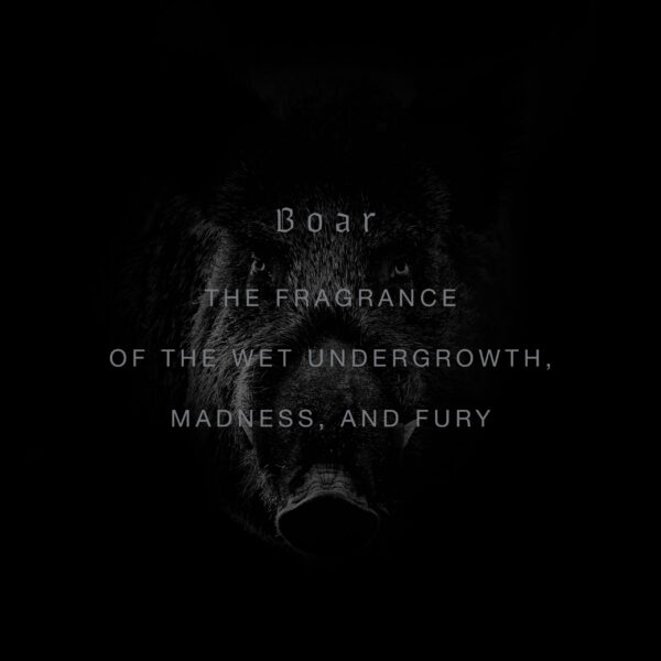 BOAR - obrazek 3